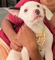 Baby Dottie