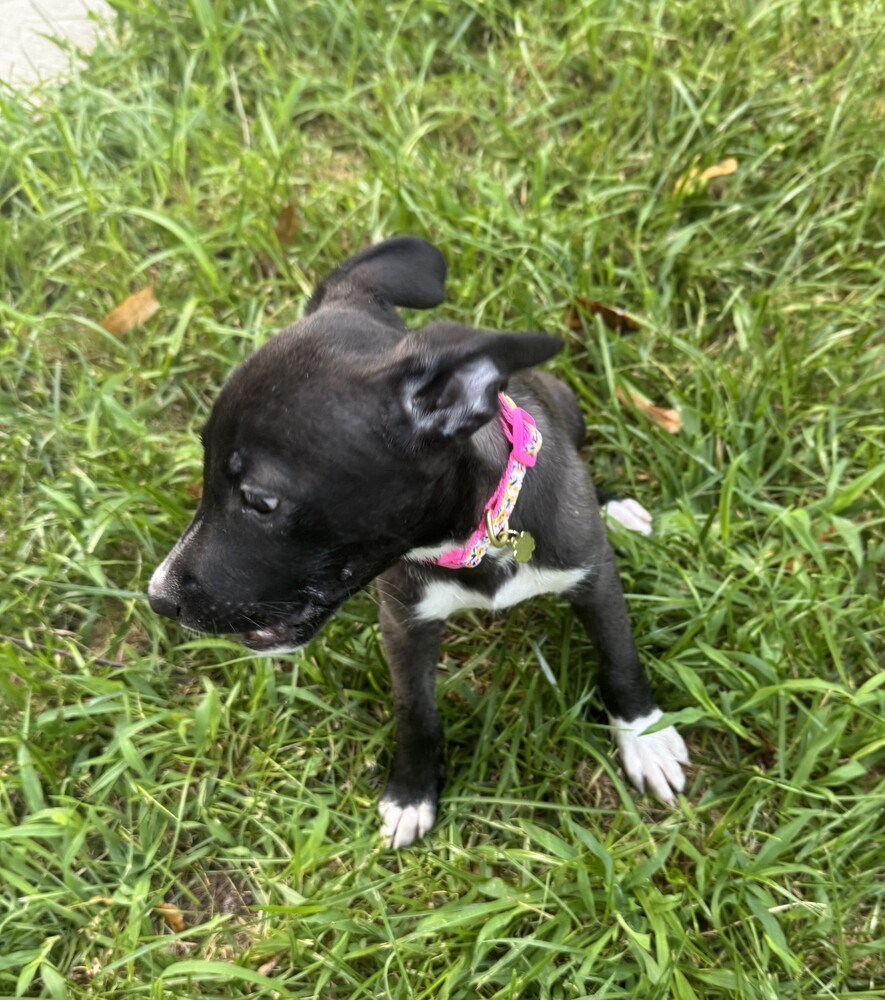 Baby Demi