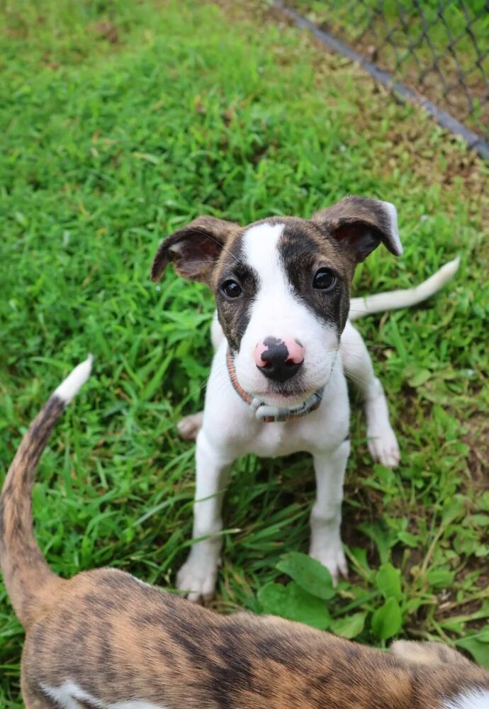 Baby Darcy