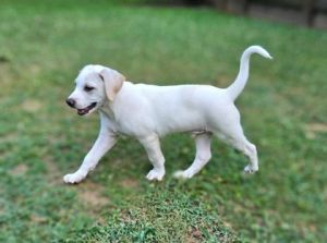 Meet Marshmallow This 2 month old pup is searching for his forever family to share in all his adven