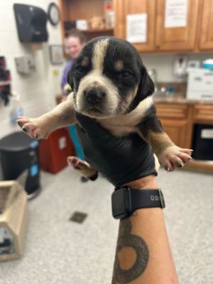 Spots Mixed Breed Dog