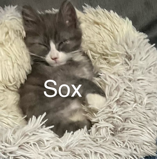 Sox, an adoptable Domestic Medium Hair in Bend, OR, 97701 | Photo Image 1
