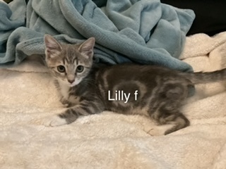 Lilly, an adoptable Domestic Short Hair in Bend, OR, 97701 | Photo Image 1
