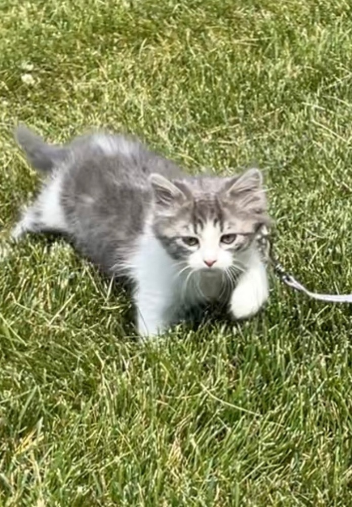 Ruby, an adoptable Domestic Medium Hair in Bend, OR, 97701 | Photo Image 1
