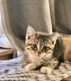 Triscuit, an adoptable Domestic Short Hair in Bend, OR, 97701 | Photo Image 2