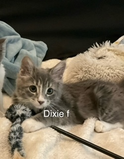 Dixie, an adoptable Domestic Medium Hair in Bend, OR, 97701 | Photo Image 1