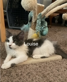 Louise, an adoptable Domestic Medium Hair in Bend, OR, 97701 | Photo Image 1