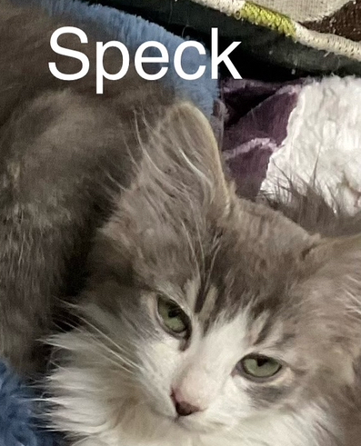 Speck, an adoptable Domestic Medium Hair in Bend, OR, 97701 | Photo Image 1