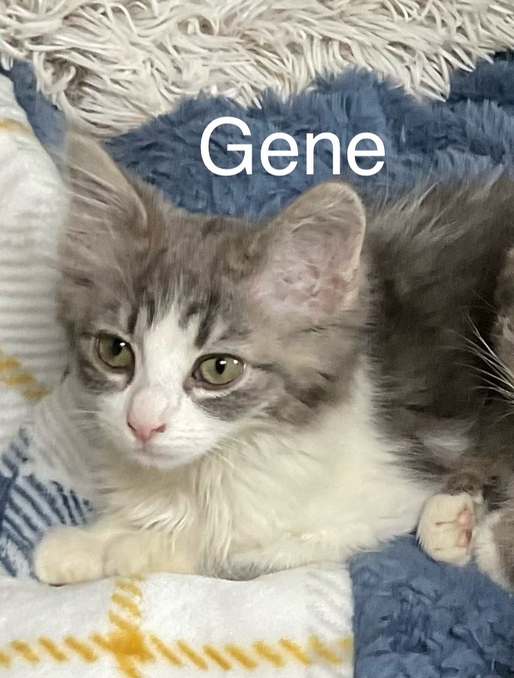 Gene, an adoptable Domestic Medium Hair in Bend, OR, 97701 | Photo Image 1