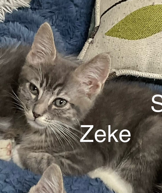 Zeke, an adoptable Domestic Short Hair in Bend, OR, 97701 | Photo Image 1