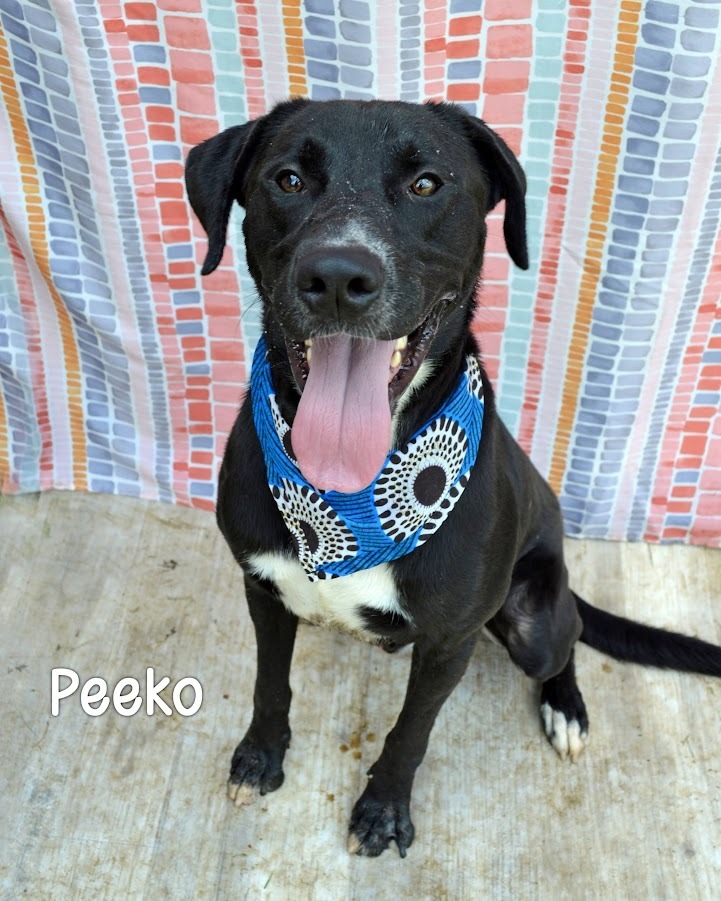 Peeko