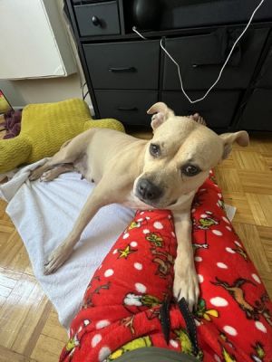 Almond Mixed Breed Dog