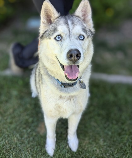 Adopt Randall