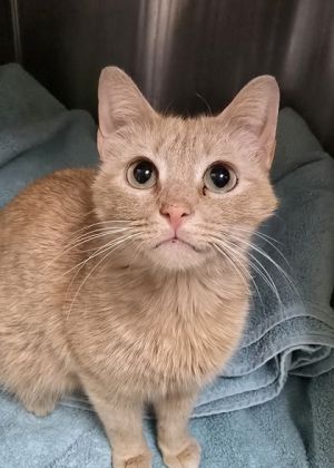 Creamsicle 57675 Domestic Short Hair Cat