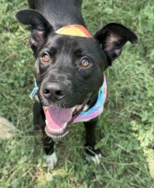 Wiggle McWaggin, Adult Male unknown