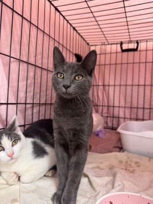Pita Domestic Short Hair Cat