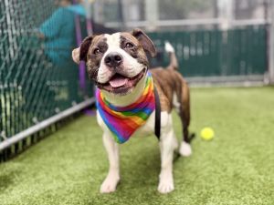 Jepawrdy Mixed Breed Dog