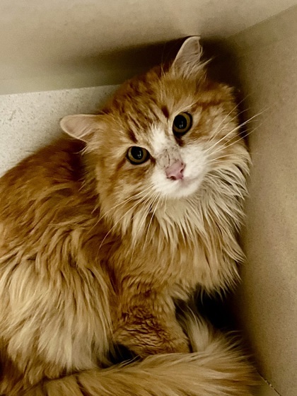 Sunny, an adoptable Domestic Long Hair, Domestic Short Hair in Durango, CO, 81301 | Photo Image 1