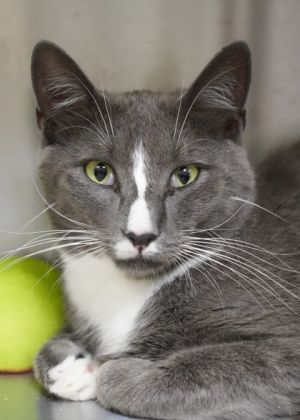 Marlowe 58671 Domestic Medium Hair Cat