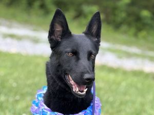 Mali *Courtesy Listing*, Adult Female unknown