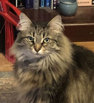 Posh Domestic Long Hair Cat