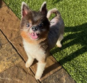 Meet Stanley Zbornak a charming 10-year-old Pomeranian who has a lot of love to give At just 83 p
