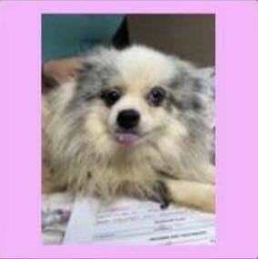 Thank you for checking out my bio please check back for an update My foster will update my informa
