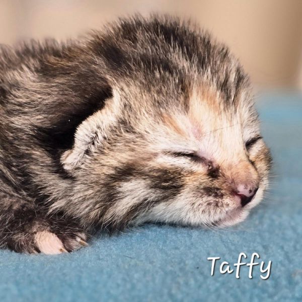 Taffy thumbnail 2