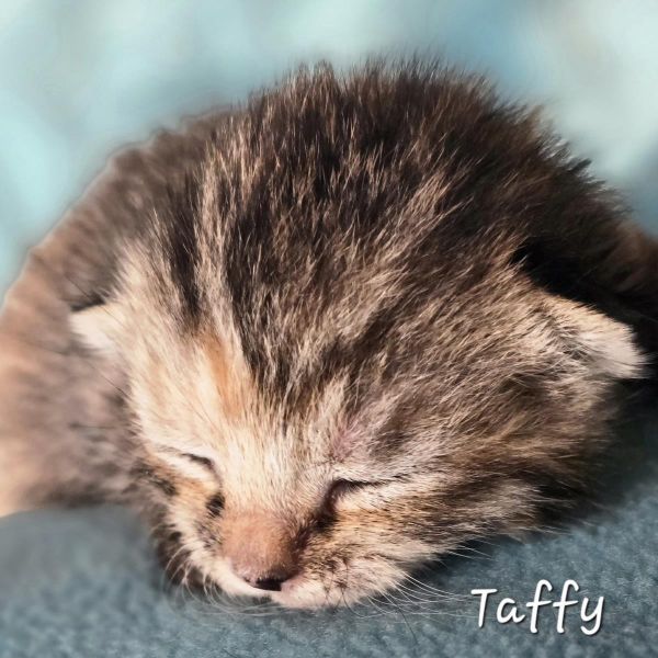 Taffy thumbnail 3