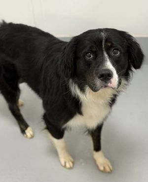 Monroes gentle nature and boundless energy make him the perfect candidate for anyone looking to add