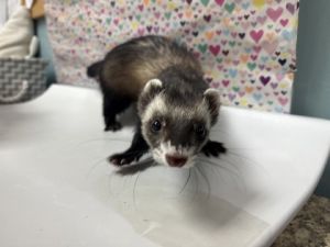 Squirt, Adult Female unknown