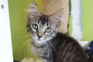 Hi Im Dazey Life in the shelter is quite the adventure Every day I meet new friends both furry