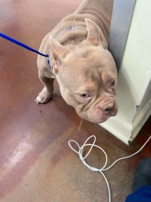 Kismet Pit Bull Terrier Dog