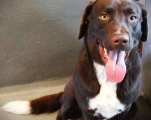 Hershey Labrador Retriever Dog