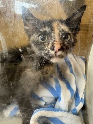 Amelia Domestic Short Hair Cat