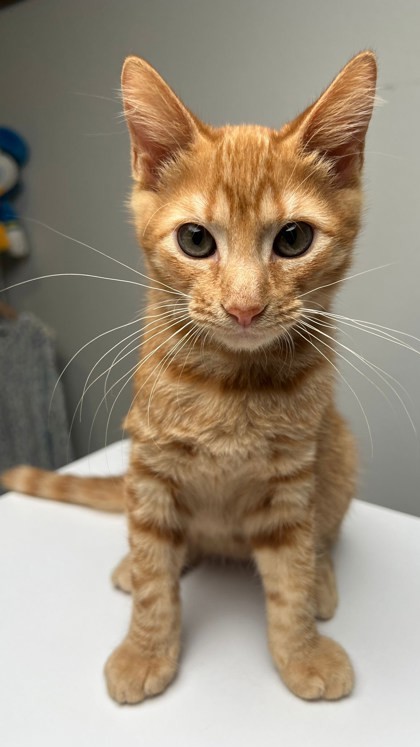 Garfield