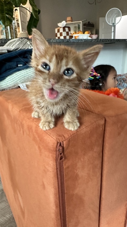 Garfield