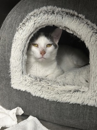 Bettylou, an adoptable Domestic Short Hair in Rhinelander, WI, 54501 | Photo Image 1