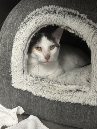 Bettylou, an adoptable Domestic Short Hair in Rhinelander, WI, 54501 | Photo Image 2
