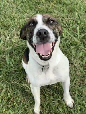 Klyde Hound Dog