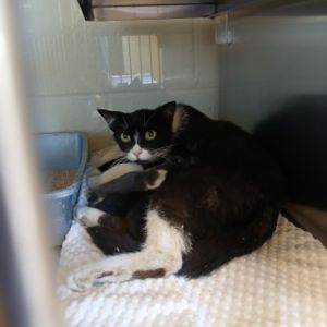 Mom Kat, Adult Female unknown