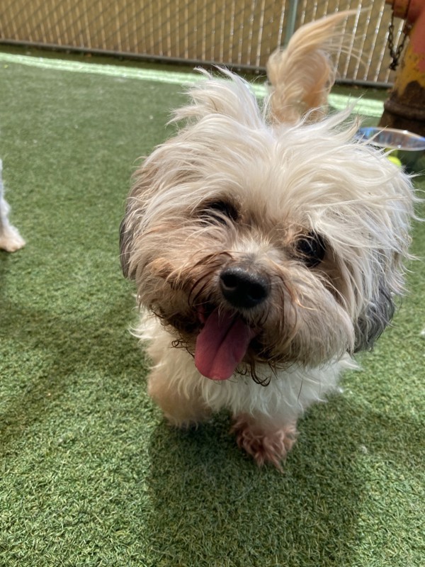 Tallulah