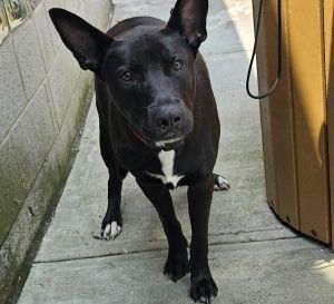 Black Beauty Mixed Breed Dog