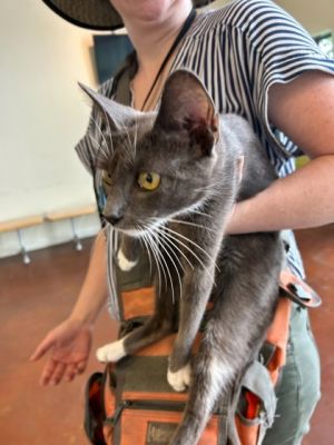 Tamara Domestic Short Hair Cat