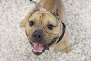 Bruno, Adult Male unknown