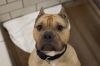 Bruno photo 2