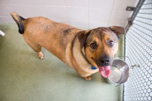 Roxie, Adult Female unknown