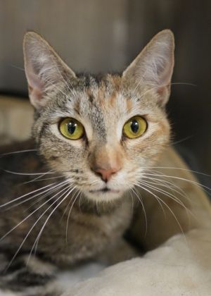 Dalma 58627 Domestic Short Hair Cat