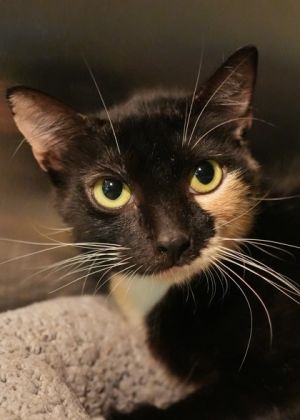 Xtra 57363 Domestic Short Hair Cat