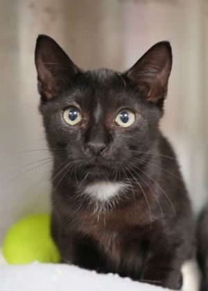 Vanta 58674 Domestic Short Hair Cat